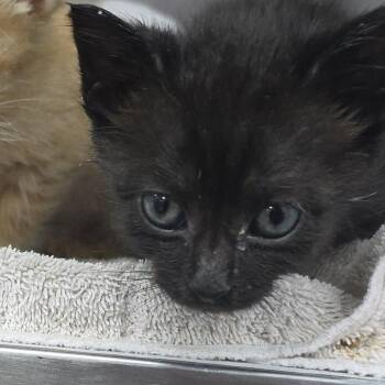 Nutmeg 26-0413 -  Domestic Short Hair Cat for Adoption in Yanceyville, North Carolina - Nutmeg 26-0413 | PetCurious