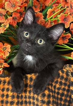 4/30/26 Urban -  Domestic Short Hair Cat for Adoption in Stillwater, Oklahoma - 4/30/26 Urban | PetCurious