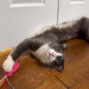 Hopper -  Domestic Medium Hair Cat for Adoption in Chandler, Arizona - Hopper | PetCurious