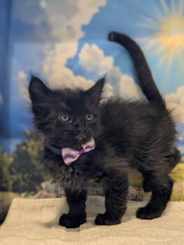 Domestic Medium Hair Cats Available for Adoption in Fremont, California - Minnie | PetCurious