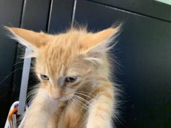 Rescue Domestic Medium Hair and Domestic Short Hair Cats for Adoption in Grand Prairie, Texas - OLIVER | PetCurious