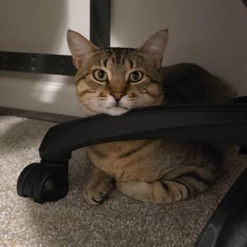 Fry -  Domestic Short Hair Cat for Adoption in Saint Paul, Minnesota - Fry | PetCurious