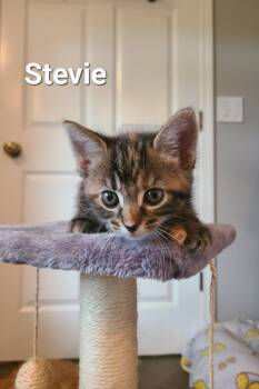 Rescue Domestic Short Hair Cats for Adoption in Elizabeth, Illinois - Stevie | PetCurious