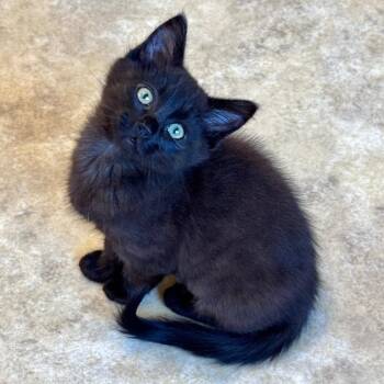 Sugar  -  Domestic Short Hair Cat for Adoption in Cambria, California - Sugar  | PetCurious