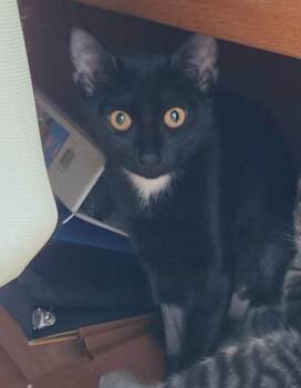 Lucy -  Domestic Short Hair Cat for Adoption in Liverpool, New York - Lucy | PetCurious