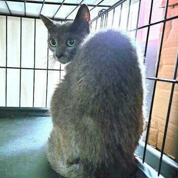 Polly -  Russian Blue Cat Available for Adoption in Mount Vernon, Arkansas - Polly | PetCurious
