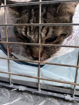 A138651 -  Domestic Short Hair Cat for Adoption in Palmetto, Florida - A138651 | PetCurious
