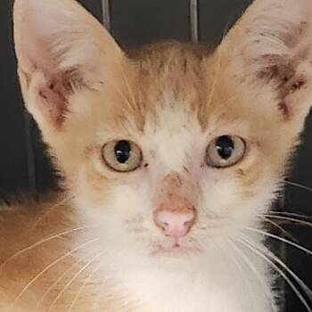 Chaos K46352 -  Domestic Short Hair Cat for Adoption in Corsicana, Texas - Chaos K46352 | PetCurious