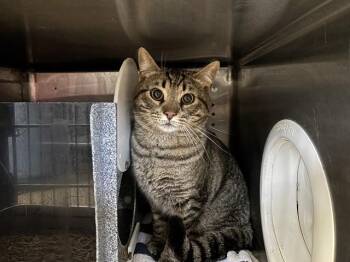 Domestic Short Hair Cats Available for Adoption in Rancho Cucamonga, California - KONOCTI 4 | PetCurious
