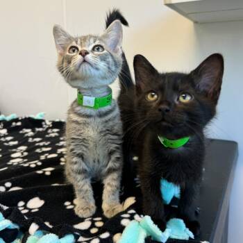 Star -  Domestic Short Hair Cat for Adoption in Fort Wayne, Indiana - Star | PetCurious