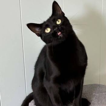 Aurora -  Domestic Short Hair Cat for Adoption in Millington, Tennessee - Aurora | PetCurious