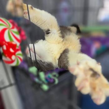 Brad Pitt - Costa Mesa Location -  Domestic Short Hair Cat for Adoption in Chino Hills, California - Brad Pitt - Costa Mesa Location | PetCurious