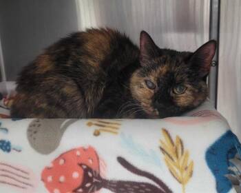 Rescue Domestic Short Hair Cats for Adoption in Raleigh, North Carolina - KARI ANN | PetCurious