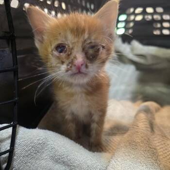 Strawberry -  Domestic Short Hair Cat for Adoption in Columbia, Missouri - Strawberry | PetCurious