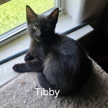 Tibby -  Domestic Short Hair Cat for Adoption in Liverpool, Texas - Tibby | PetCurious