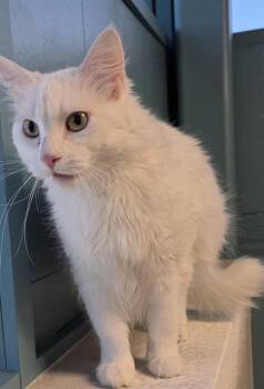 Domestic Short Hair Cats Available for Adoption - SPICY CUCUMBER | PetCurious