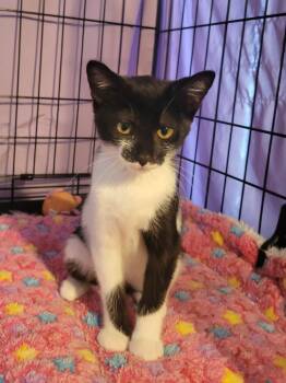 Abby -  Domestic Short Hair Cat for Adoption in Villa Park, California - Abby | PetCurious