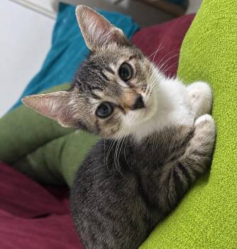 Cairo -  Domestic Short Hair Cat for Adoption in Mississauga, Ontario - Cairo | PetCurious