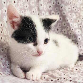 Omaha -  Domestic Short Hair Cat Available for Adoption in Mt. Juliet, Tennessee - Omaha | PetCurious