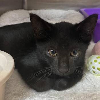 Stuart -  Domestic Short Hair Cat for Adoption in Port Charlotte, Florida - Stuart | PetCurious