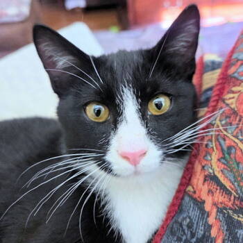 Rescue Domestic Short Hair Cats for Adoption in Rutherfordton, North Carolina - Glenda | PetCurious