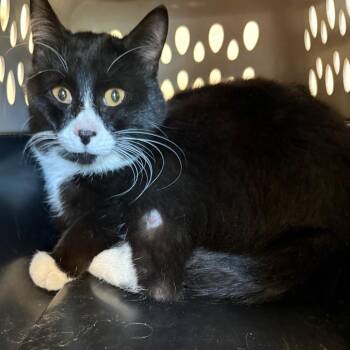 Domestic Short Hair Cats Available for Adoption in Council Bluffs, Iowa - Zorro | PetCurious