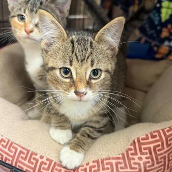 Vandal -  Domestic Short Hair Cat for Adoption in Detroit Lakes, Minnesota - Vandal | PetCurious