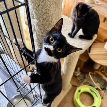 Selena -  Domestic Short Hair Cat for Adoption in Los Angeles, California - Selena | PetCurious