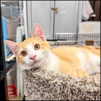 Doorbuster -  Domestic Short Hair Cat for Adoption in Roswell, Georgia - Doorbuster | PetCurious