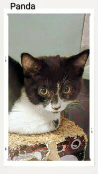 Domestic Short Hair Cats Available for Adoption in Caistor Centre, Ontario - Panda | PetCurious