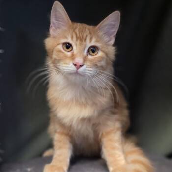 Hopper -  Domestic Medium Hair Cat for Adoption in Lowell, Arkansas - Hopper | PetCurious