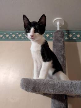 Scooter -  Domestic Short Hair Cat for Adoption in Oakdale, California - Scooter | PetCurious