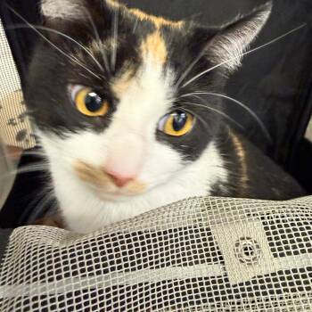 Raven -  Domestic Short Hair Cat for Adoption in Philadelphia, Pennsylvania - Raven | PetCurious