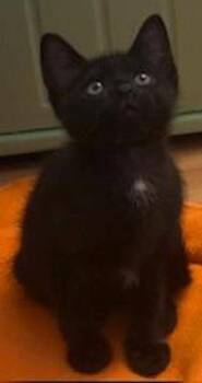 Domestic Short Hair Cats Available for Adoption in Oakland Park, Florida - Salem - PSP Foster Home | PetCurious