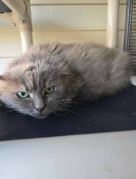 Rescue Domestic Medium Hair Cats for Adoption in Tipp City, Ohio - Gracie Coop | PetCurious
