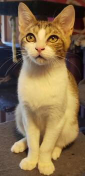 Rescue Domestic Short Hair Cats for Adoption in Silverton, Oregon - Ham (bonded With Cheese) | PetCurious