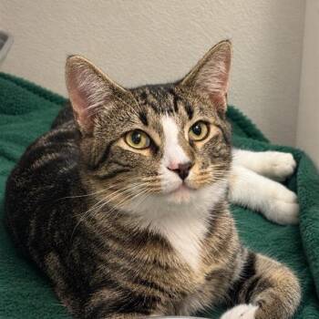 Kirby -  Domestic Short Hair Cat for Adoption in Hawthorne, California - Kirby | PetCurious