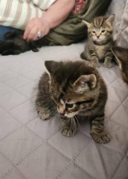 DRAKE -  Domestic Short Hair Cat for Adoption in Louisville, Kentucky - DRAKE | PetCurious