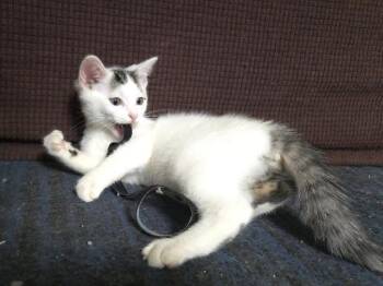 Fishbowl -  Domestic Short Hair Cat for Adoption in Cincinnati, Ohio - Fishbowl | PetCurious
