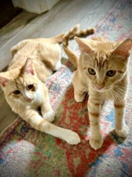 Tabby and American Shorthair Cats Available for Adoption - Sunny And Rusty | PetCurious