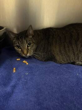 Lexa -  Domestic Short Hair Cat for Adoption in Ocala, Florida - Lexa | PetCurious