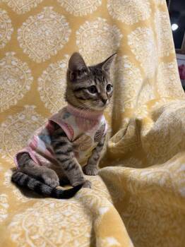 Domestic Short Hair Cats Available for Adoption in Wheaton, Illinois - Tumeric | PetCurious