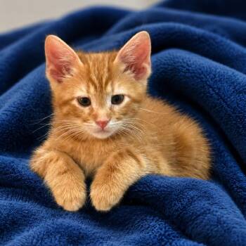 Linguine -  Domestic Short Hair Cat for Adoption in Cabot, Arkansas - Linguine | PetCurious