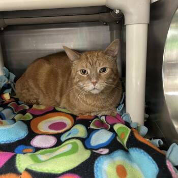 Garfield -  Domestic Short Hair Cat for Adoption in Indianapolis, Indiana - Garfield | PetCurious