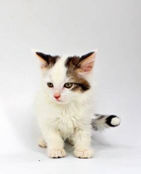 Sushi -  Domestic Long Hair and Domestic Short Hair Cat for Adoption in Morton Grove, Illinois - Sushi | PetCurious