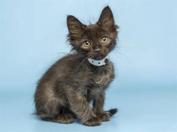 OAT -  Domestic Long Hair Cat for Adoption in Phoenix, Arizona - OAT | PetCurious