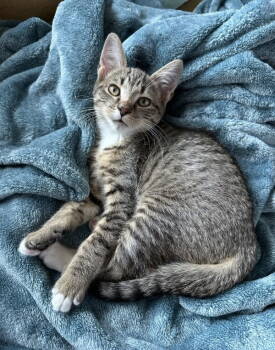 Rescue Domestic Short Hair and Tabby Cats for Adoption in West Palm Beach, Florida - Lady Jem Washington | PetCurious