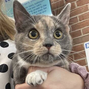 Rescue Domestic Short Hair Cats for Adoption in Allentown, Pennsylvania - McRae | PetCurious