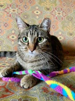 Domestic Short Hair Cats Available for Adoption - Jordy | PetCurious