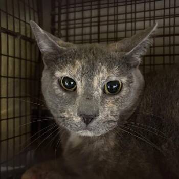 Pepper -  Domestic Short Hair Cat for Adoption in Yuma, Arizona - Pepper | PetCurious
